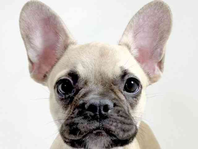 京都府のフレンチブルドッグ (ひごペットフレンドリーイズミヤショッピングセンター八幡店/2025年6月26日生まれ/女の子/フォーン)の子犬の1枚目の画像