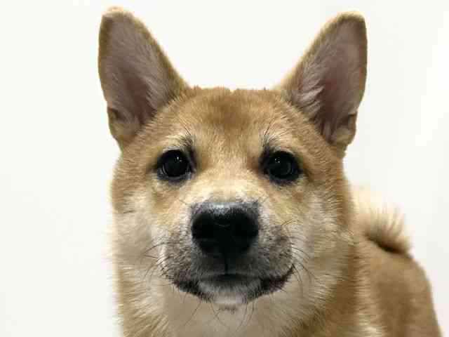 愛知県の柴犬(標準サイズ) (ひごペットフレンドリーららぽーと名古屋みなとアクルス店/2025年6月28日生まれ/女の子/赤)の子犬の1枚目の画像