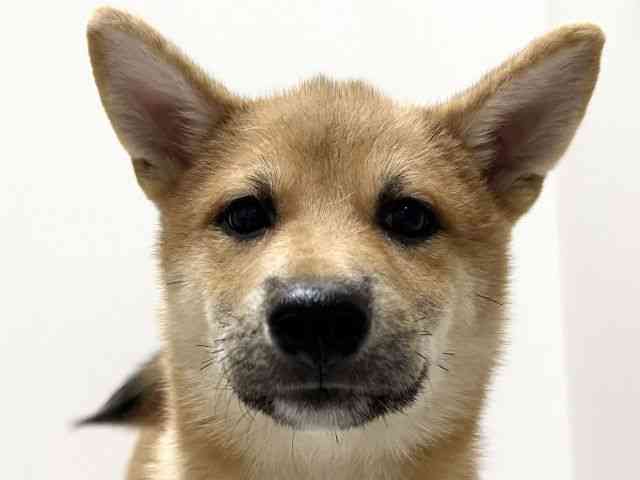 愛知県の柴犬(標準サイズ) (ひごペットフレンドリーららぽーと名古屋みなとアクルス店/2025年6月28日生まれ/女の子/赤)の子犬の1枚目の画像