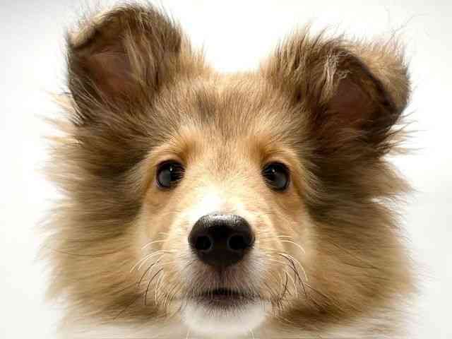 大阪府のシェットランドシープドッグ (ひごペットフレンドリー東淀川店/2025年6月27日生まれ/男の子/セーブルホワイト)の子犬の1枚目の画像