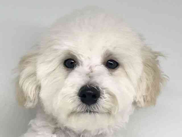 徳島県のトイプードル(トイ) (ひごペットフレンドリーゆめタウン徳島店/2025年6月27日生まれ/男の子/ホワイト)の子犬の1枚目の画像