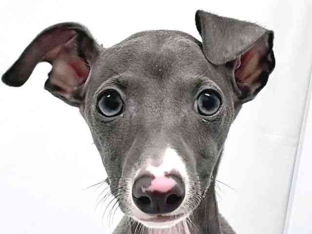 奈良県のイタリアングレーハウンド (ひごペットフレンドリー奈良パワーシティ店/2025年6月29日生まれ/男の子/ブルー)の子犬の1枚目の画像