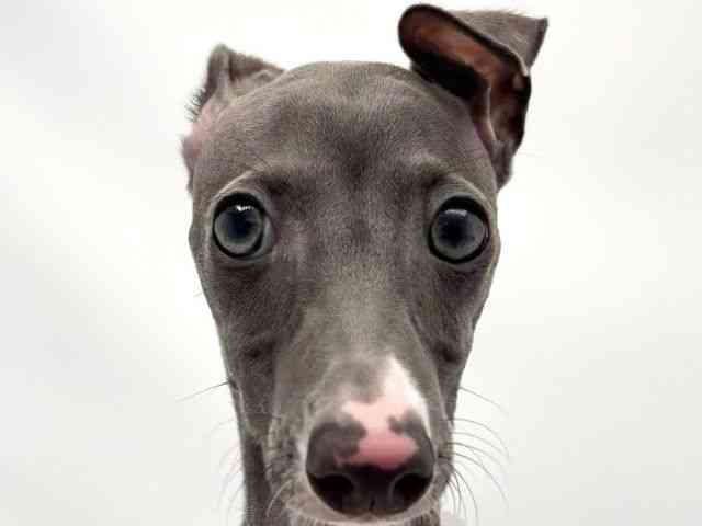 奈良県のイタリアングレーハウンド (ひごペットフレンドリー奈良パワーシティ店/2025年6月29日生まれ/男の子/ブルー)の子犬