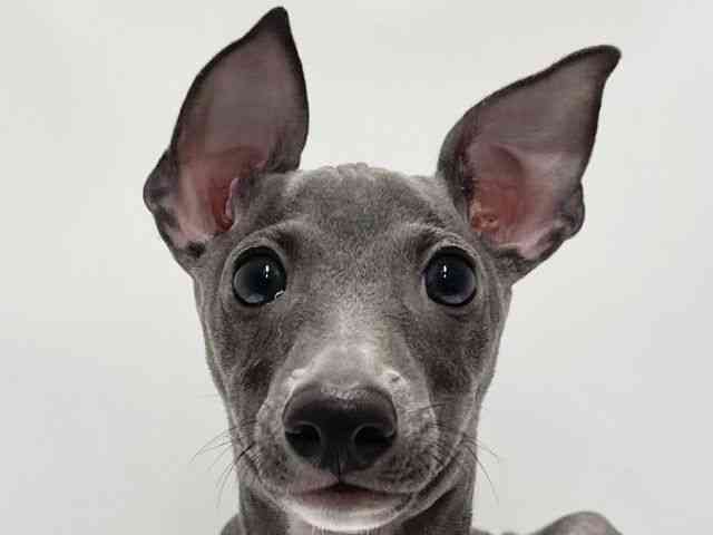 高知県のイタリアングレーハウンド (ひごペットフレンドリーイオンモール高知店/2025年6月29日生まれ/男の子/ブルー)の子犬の1枚目の画像