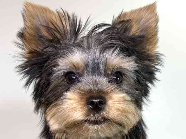 大阪府のヨークシャーテリア (ひごペットフレンドリーイオンそよら海老江店/2025年6月24日生まれ/男の子/スチールブルータン)の子犬の1枚目の画像