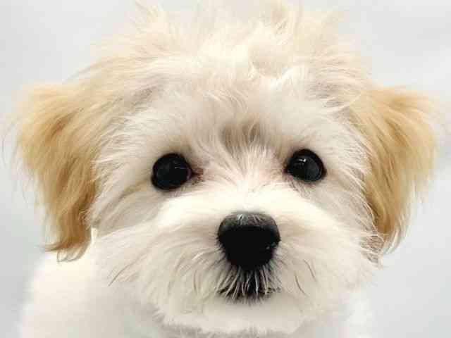 大阪府のハーフ犬・ミックス犬 (ひごペットフレンドリーイトーヨーカドー津久野店/2025年6月27日生まれ/男の子/クリーム)の子犬の1枚目の画像