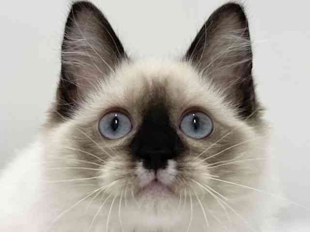 高知県のラグドール (ひごペットフレンドリーイオンモール高知店/2025年6月24日生まれ/女の子/シールポイントミテッド)の子猫の1枚目の画像