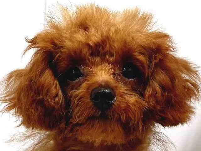 奈良県のトイプードル(トイ) (ひごペットフレンドリー奈良パワーシティ店/2025年6月28日生まれ/女の子/レッド)の子犬の1枚目の画像