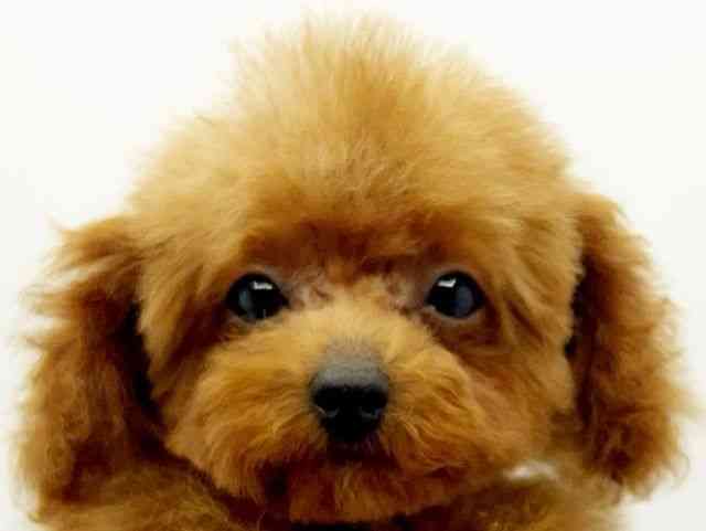 奈良県のトイプードル(トイ) (ひごペットフレンドリー奈良パワーシティ店/2025年6月28日生まれ/女の子/レッド)の子犬の1枚目の画像