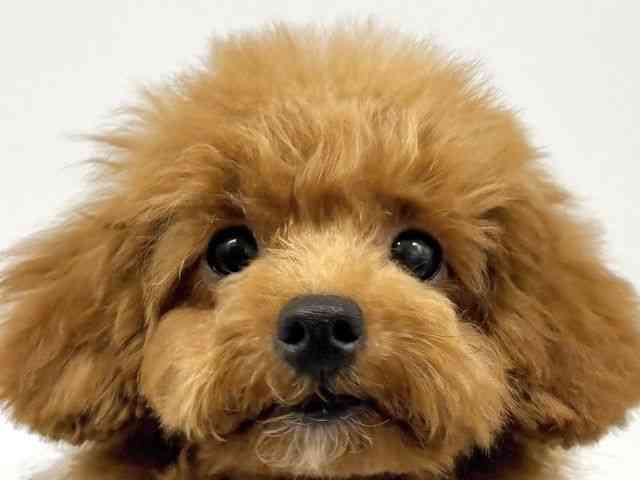 大阪府のトイプードル(トイ) (ひごペットフレンドリーイオンタウン豊中庄内店/2025年6月28日生まれ/女の子/レッド)の子犬の1枚目の画像