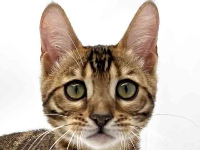 兵庫県のベンガル (ひごペットフレンドリークラウンパーク伊丹店/2025年6月27日生まれ/女の子/ブラウンスポットタビー)の子猫の1枚目の画像