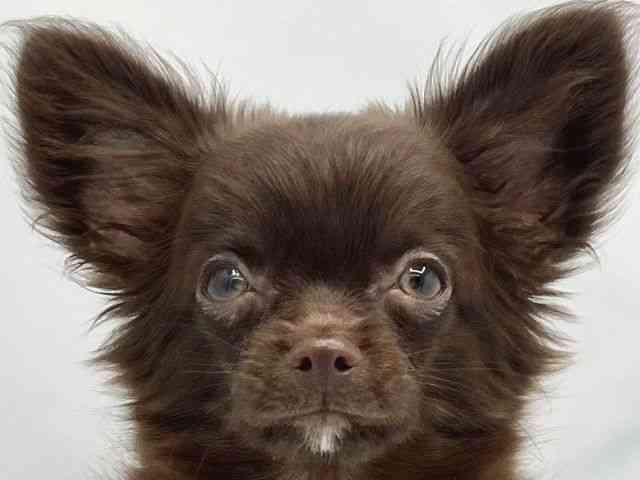 大阪府のハーフ犬・ミックス犬 (ひごペットフレンドリーイトーヨーカドー津久野店/2025年6月29日生まれ/女の子/チョコレート)の子犬の1枚目の画像