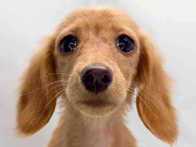 京都府のミニチュアダックスフンド(ロング) (ひごペットフレンドリー洛北阪急スクエア店/2025年6月28日生まれ/女の子/クリアレッド)の子犬の1枚目の画像