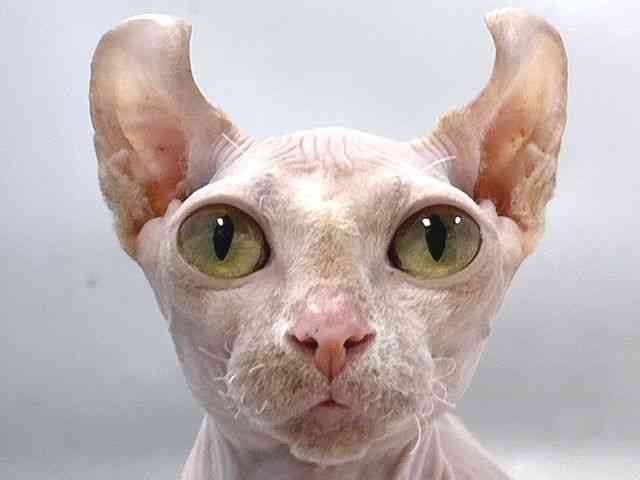 大阪府のドゥエルフ (ひごペットフレンドリー堺プラットプラット店/2025年6月14日生まれ/男の子/ライラック)の子猫の1枚目の画像