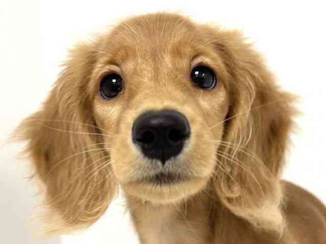 愛知県のミニチュアダックスフンド(ロング) (ひごペットフレンドリーヴィアモール アピタ江南西店/2025年6月30日生まれ/女の子/クリアレッド)の子犬の1枚目の画像