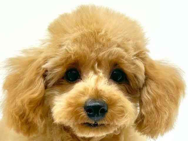 兵庫県のトイプードル(トイ) (ひごペットフレンドリーブルメールHAT神戸店/2025年6月28日生まれ/女の子/レッド)の子犬の1枚目の画像