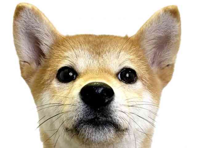 愛媛県の柴犬(標準サイズ) (ひごペットフレンドリーエミフルMASAKI店/2025年7月1日生まれ/女の子/赤)の子犬の1枚目の画像