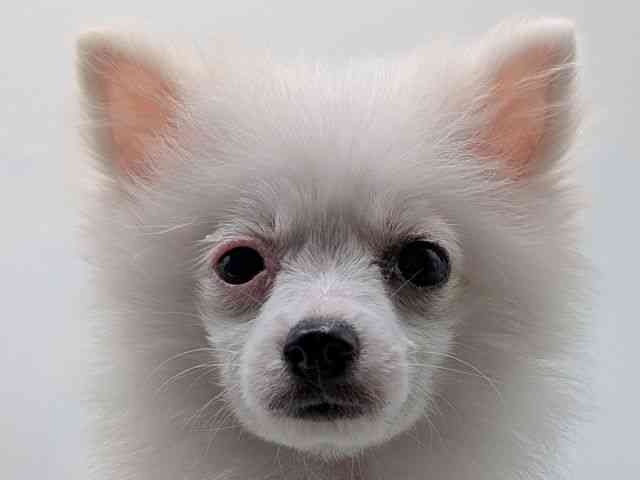 香川県のポメラニアン (ひごペットフレンドリーゆめタウン高松店/2025年6月30日生まれ/男の子/クリーム)の子犬の1枚目の画像