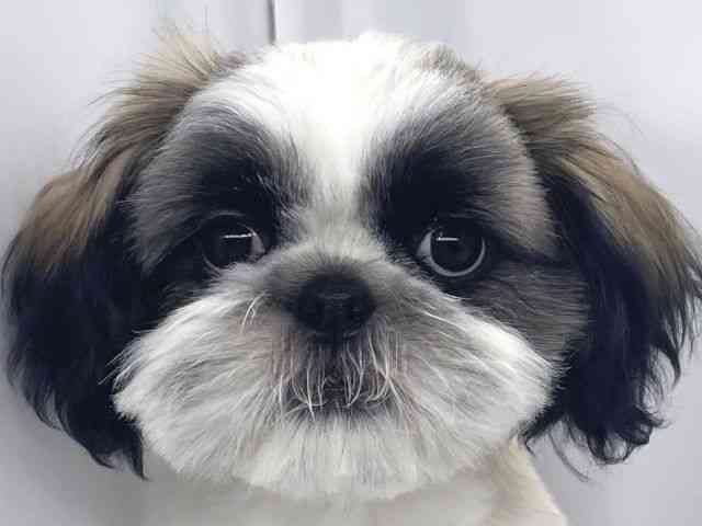 兵庫県のシーズー (ひごペットフレンドリーイオンタウン加古川店/2025年6月30日生まれ/女の子/ゴールドホワイト)の子犬の1枚目の画像