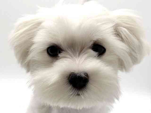 大阪府のマルチーズ (ひごペットフレンドリーみのおキューズモール店/2025年6月30日生まれ/女の子/ホワイト)の子犬の1枚目の画像