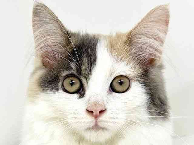 大阪府のサイベリアン (ひごペットフレンドリーいこらもーる泉佐野店/2025年6月28日生まれ/女の子/ダイリュートキャリコ)の子猫の1枚目の画像