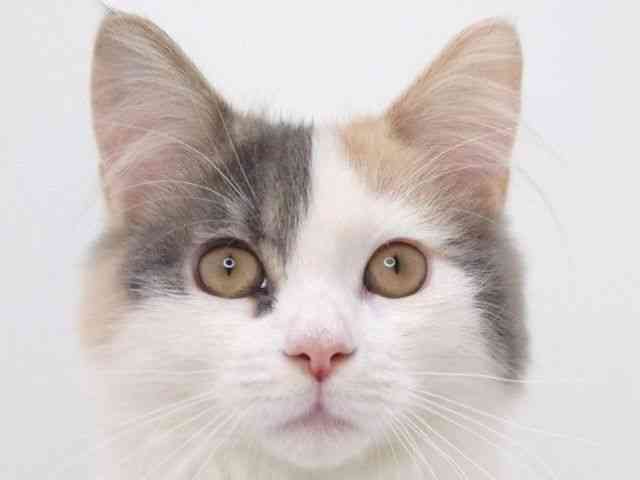 大阪府のサイベリアン (ひごペットフレンドリーいこらもーる泉佐野店/2025年6月28日生まれ/女の子/ダイリュートキャリコ)の子猫の1枚目の画像