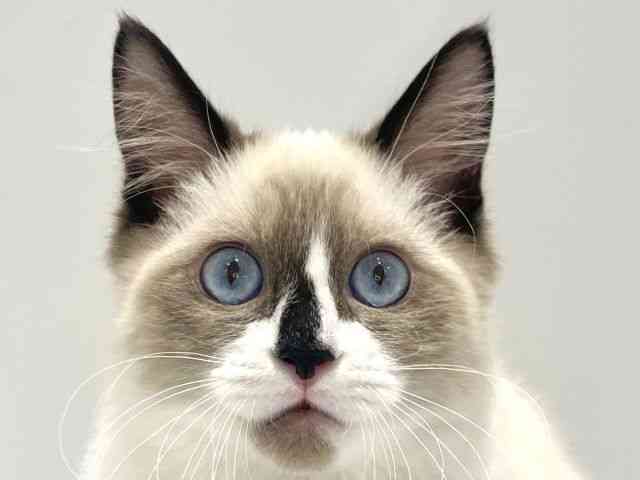 大阪府のラグドール (ひごペットフレンドリーセブンパーク天美店/2025年7月1日生まれ/男の子/シールポイント)の子猫の1枚目の画像