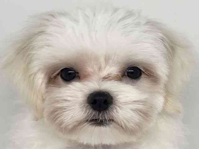 香川県のマルチーズ (ひごペットフレンドリーゆめタウン高松店/2025年7月1日生まれ/女の子/ホワイト)の子犬の1枚目の画像