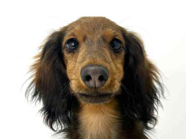 大阪府のミニチュアダックスフンド(ロング) (ひごペットフレンドリーいこらもーる泉佐野店/2025年6月26日生まれ/男の子/レッド)の子犬の1枚目の画像