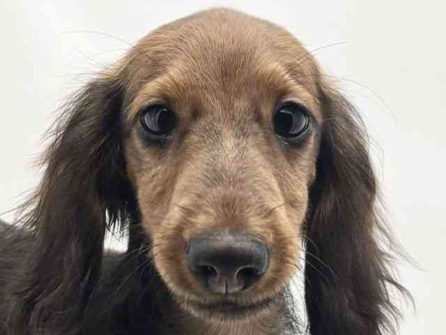 兵庫県のミニチュアダックスフンド(ロング) (ひごペットフレンドリークラウンパーク伊丹店/2025年6月26日生まれ/男の子/レッド)の子犬の1枚目の画像