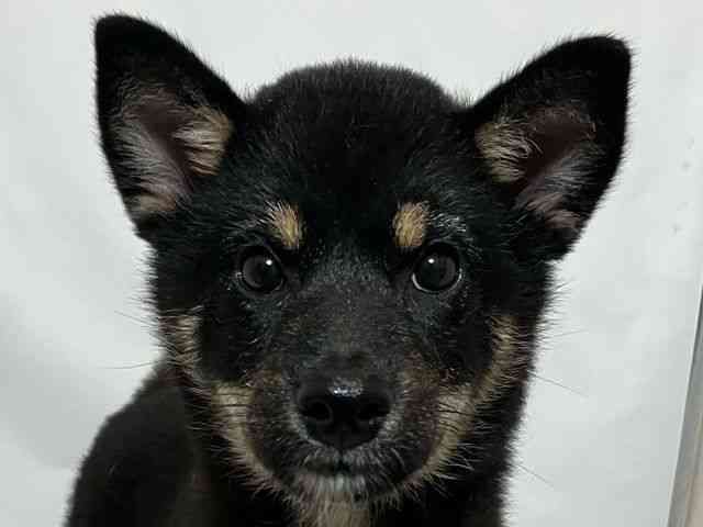 和歌山県の柴犬(標準サイズ) (ひごペットフレンドリーパームシティ和歌山店/2025年6月25日生まれ/女の子/黒)の子犬の1枚目の画像