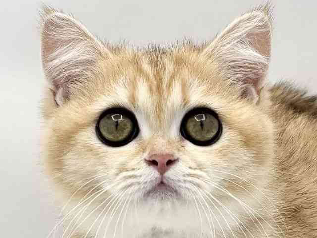 愛知県のブリティッシュショートヘアー (ひごペットフレンドリーヴィアモール アピタ江南西店/2025年7月3日生まれ/女の子/ゴールデンティックドタビー)の子猫の1枚目の画像