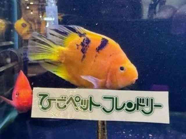 フィッシュデバイス ヨコヨコFD オレンジイエローヘッド トップ