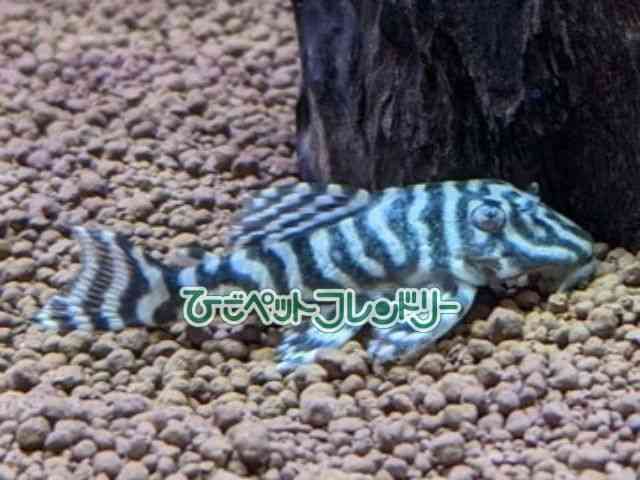 決まりました【珍】オリノコゼブラプレコ変異個体　プレコ　熱帯魚 オリノコ・ゼブラプレコの飼育方法！大きさ・寿命・水槽・餌について