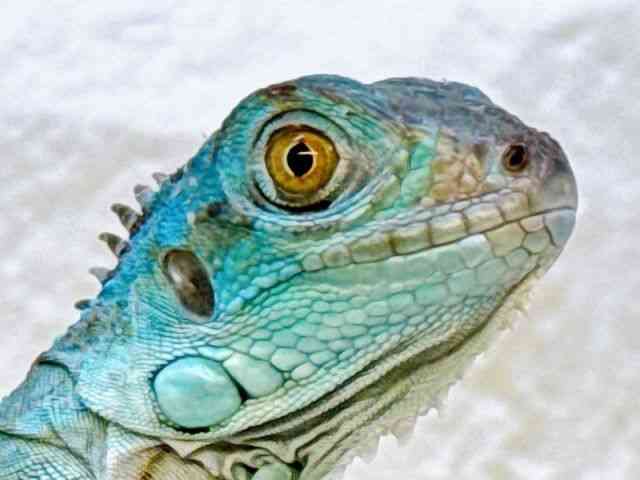 イグアナ[☆スモールアニマルフェスタ☆] | ひごペットフレンドリー