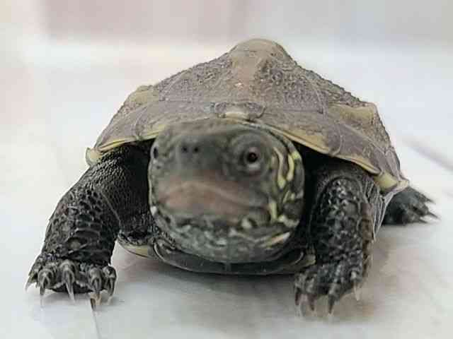 ゼニガメ | ひごペットフレンドリー 【 公式サイト 】