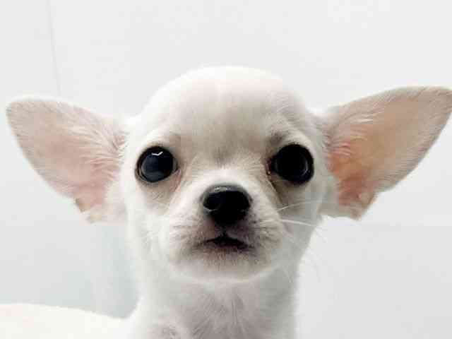 兵庫県のチワワ(スムース) (ひごペットフレンドリーコロワ甲子園店/2025年7月5日生まれ/男の子/クリーム)の子犬の1枚目の画像