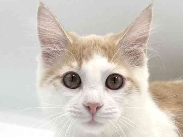 愛知県のメインクーン (ひごペットフレンドリープライムツリー赤池店/2025年7月4日生まれ/男の子/クリームタビーホワイト)の子猫の1枚目の画像