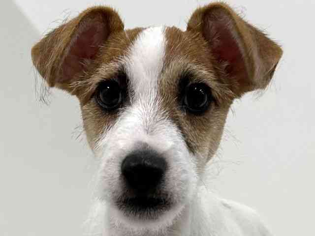 奈良県のジャックラッセルテリア (ひごペットフレンドリーイオンモール橿原ウエスト・ビレッジ店/2025年7月6日生まれ/男の子/ホワイトタン)の子犬の1枚目の画像