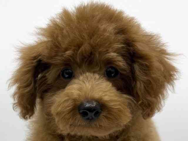 大阪府のトイプードル(トイ) (ひごペットフレンドリー泉ヶ丘店/2025年7月5日生まれ/男の子/レッド)の子犬の1枚目の画像