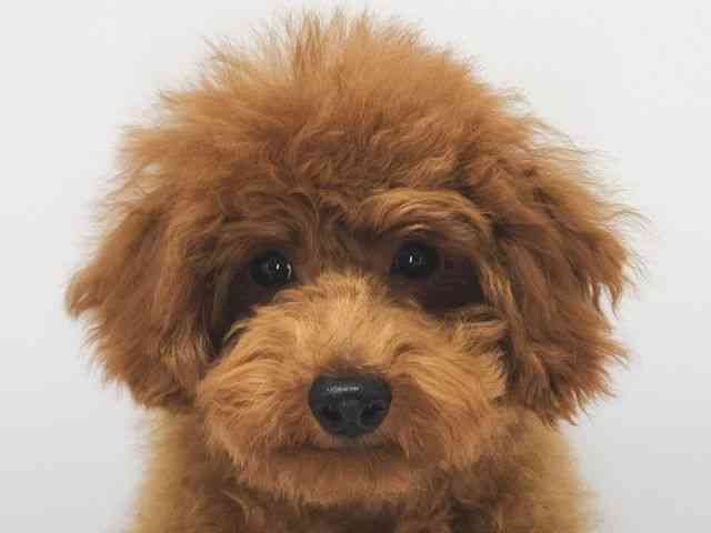 大阪府のトイプードル(トイ) (ひごペットフレンドリー泉ヶ丘店/2025年7月5日生まれ/男の子/レッド)の子犬の1枚目の画像