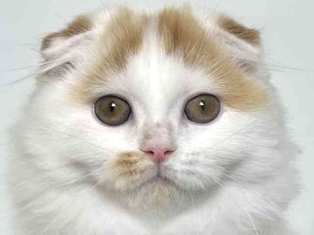 大阪府のスコティッシュフォールド (ひごペットフレンドリーアクロスプラザ住之江店/2025年7月5日生まれ/男の子/レッドタビーホワイト)の子猫の1枚目の画像