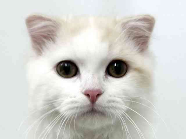 大阪府のスコティッシュフォールド (ひごペットフレンドリーベルファⅡ都島店/2025年7月5日生まれ/男の子/カメオタビーホワイト)の子猫の1枚目の画像