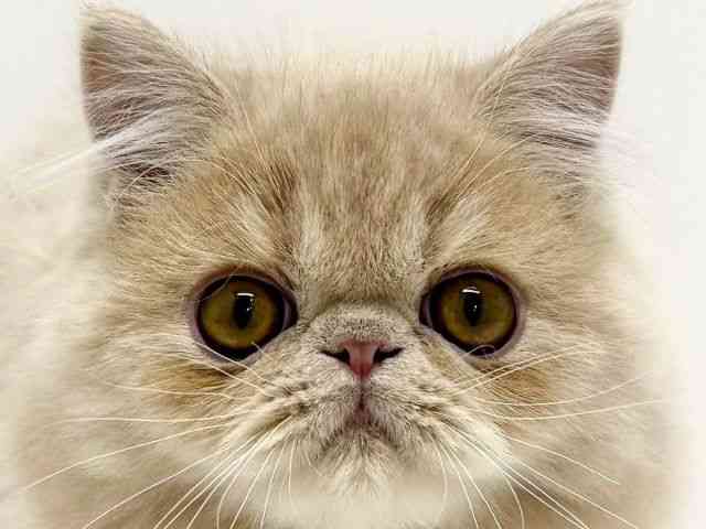 大阪府のエキゾチック (ひごペットフレンドリーくずはモール店/2025年7月4日生まれ/男の子/クリームタビー)の子猫の1枚目の画像