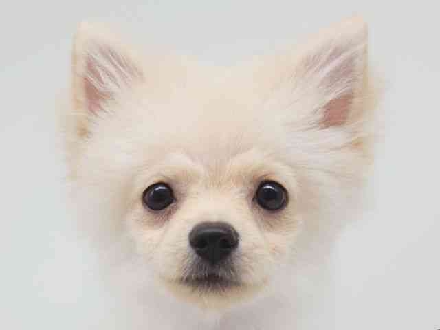 大阪府のポメラニアン (ひごペットフレンドリー泉ヶ丘店/2025年7月6日生まれ/女の子/クリーム)の子犬の1枚目の画像