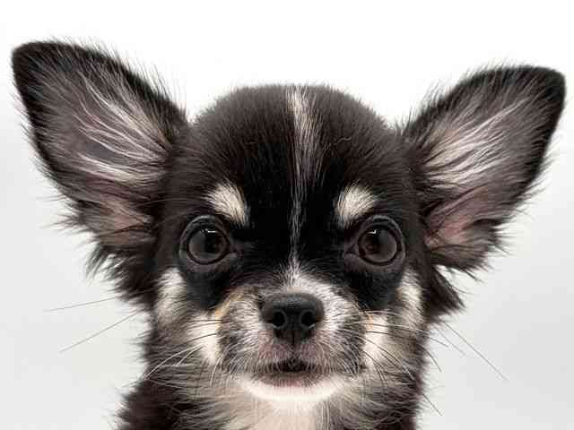 奈良県のチワワ(ロング) (ひごペットフレンドリー田原本店/2025年7月2日生まれ/女の子/ブラックタンホワイト)の子犬の1枚目の画像