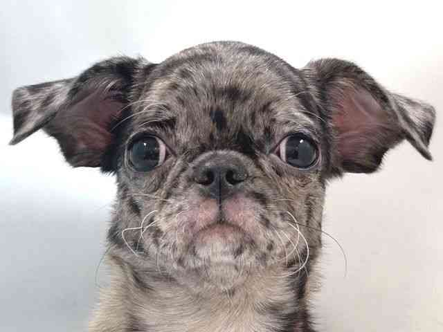 大阪府のチワパグ/パグチー(チワワ×パグ) (ひごペットフレンドリー堺プラットプラット店/2025年7月3日生まれ/女の子/ブルーマール)の子犬の1枚目の画像