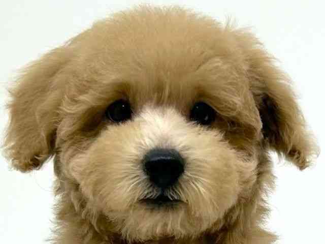 兵庫県のトイプードル(トイ) (ひごペットフレンドリーブルメールHAT神戸店/2025年7月5日生まれ/男の子/アプリコット)の子犬の1枚目の画像