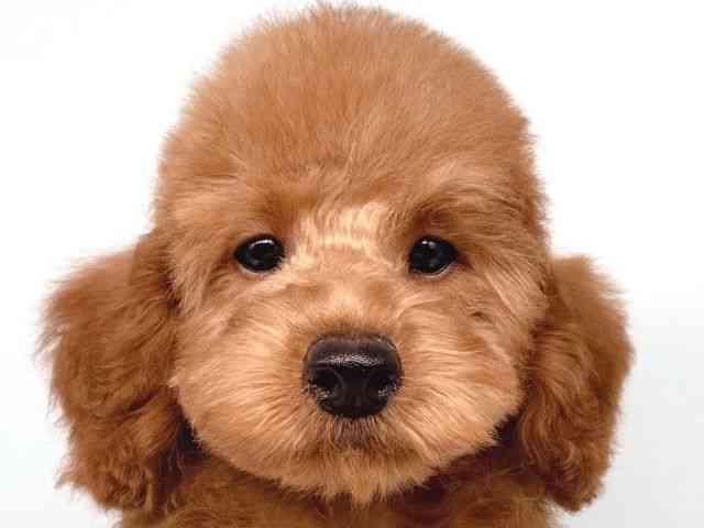 大阪府のトイプードル(トイ) (ひごペットフレンドリー瓜破店/2025年7月6日生まれ/男の子/レッド)の子犬の1枚目の画像