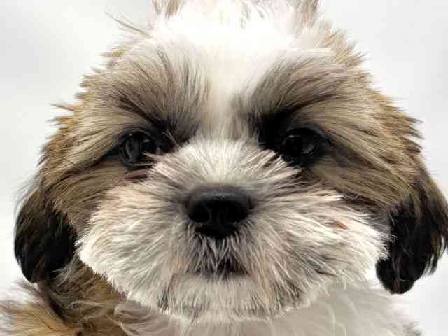 兵庫県のシーズー (ひごペットフレンドリークラウンパーク伊丹店/2025年7月1日生まれ/男の子/ゴールドホワイト)の子犬の1枚目の画像